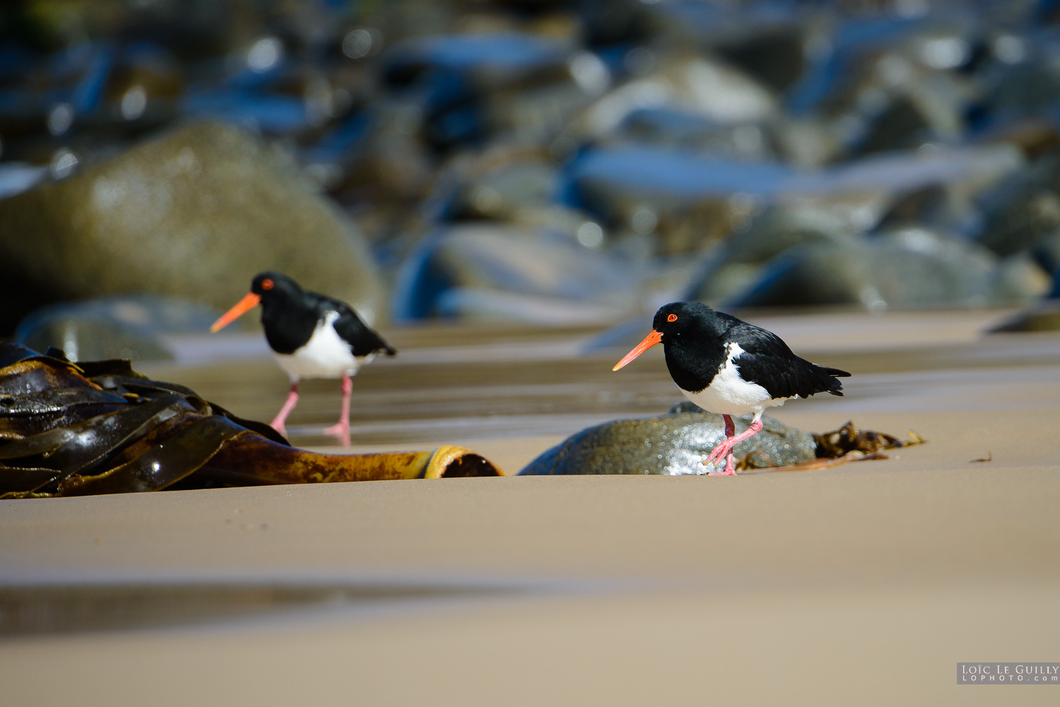 photograph of Oystercatcher on Crescent Bay